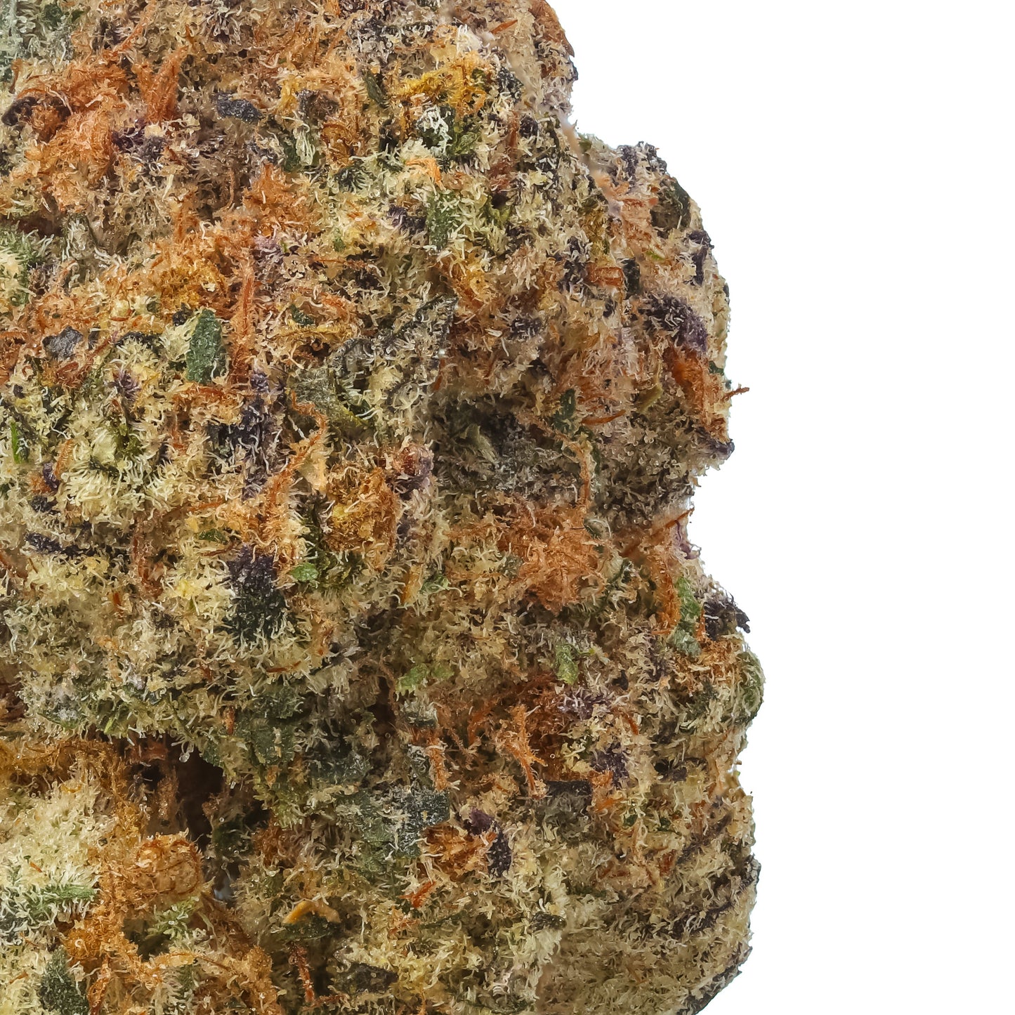 Black Baccara 1/2 LB (8 oz)