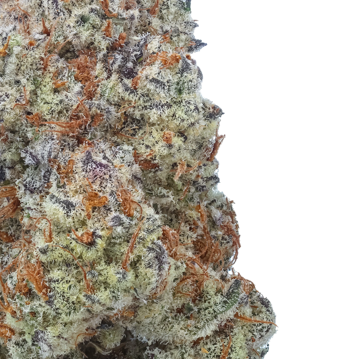 Plasma Fruit 1/2 LB (8 oz)