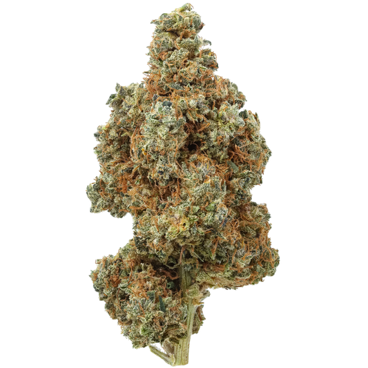 Close-up of dense cannabis bud with orange hairs and frosty trichomes on black background