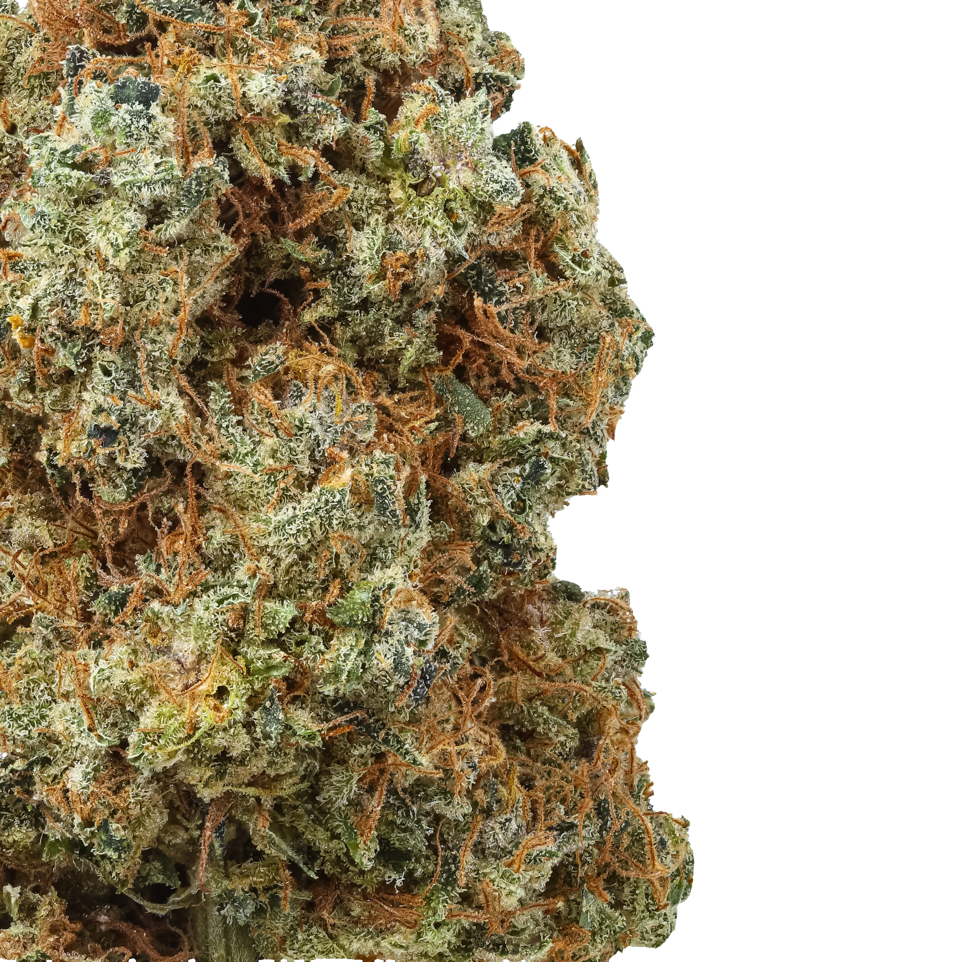 Close-up of Banana Yak cannabis bud with frosty trichomes and orange hairs