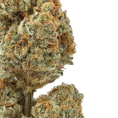 Close-up of Blueberry Lobster cannabis bud with frosty trichomes and orange hairs