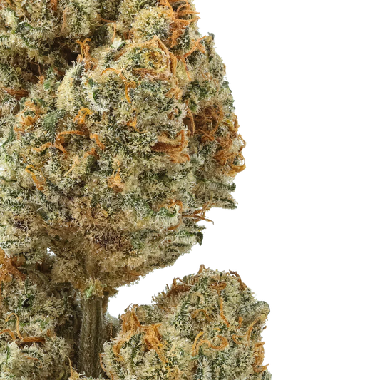 Close-up of Blueberry Lobster cannabis bud with frosty trichomes and orange hairs