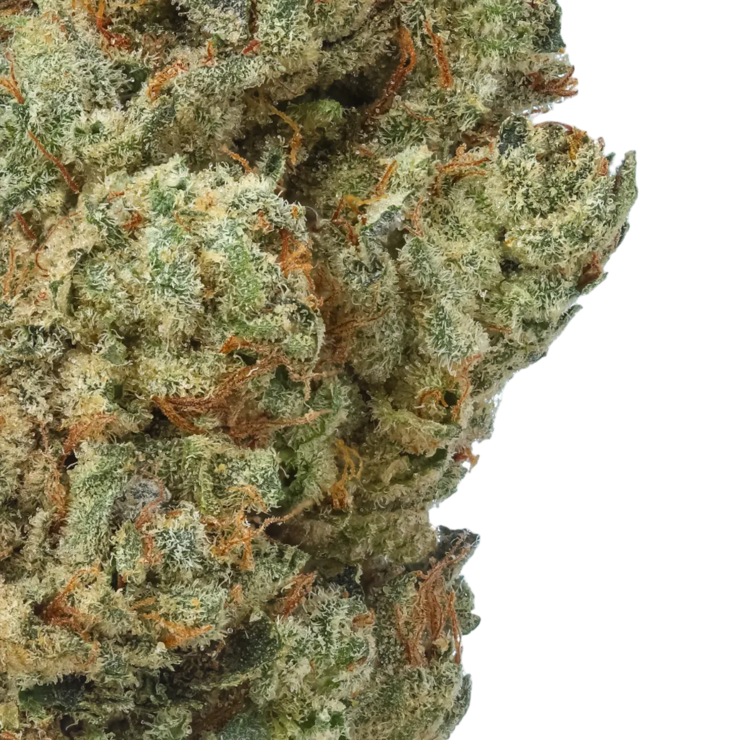 Endless Glue 1/4 LB (4 oz)