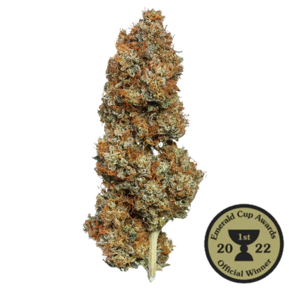 Orange Glaze cannabis bud with Emerald Cup 2022 1st place award badge