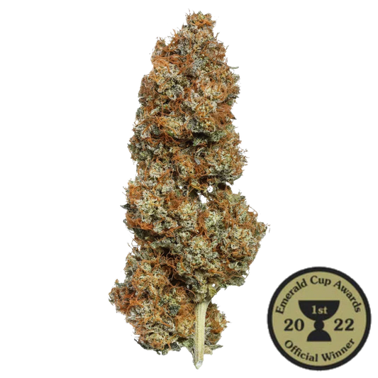Orange Glaze cannabis bud with Emerald Cup 2022 1st place award badge