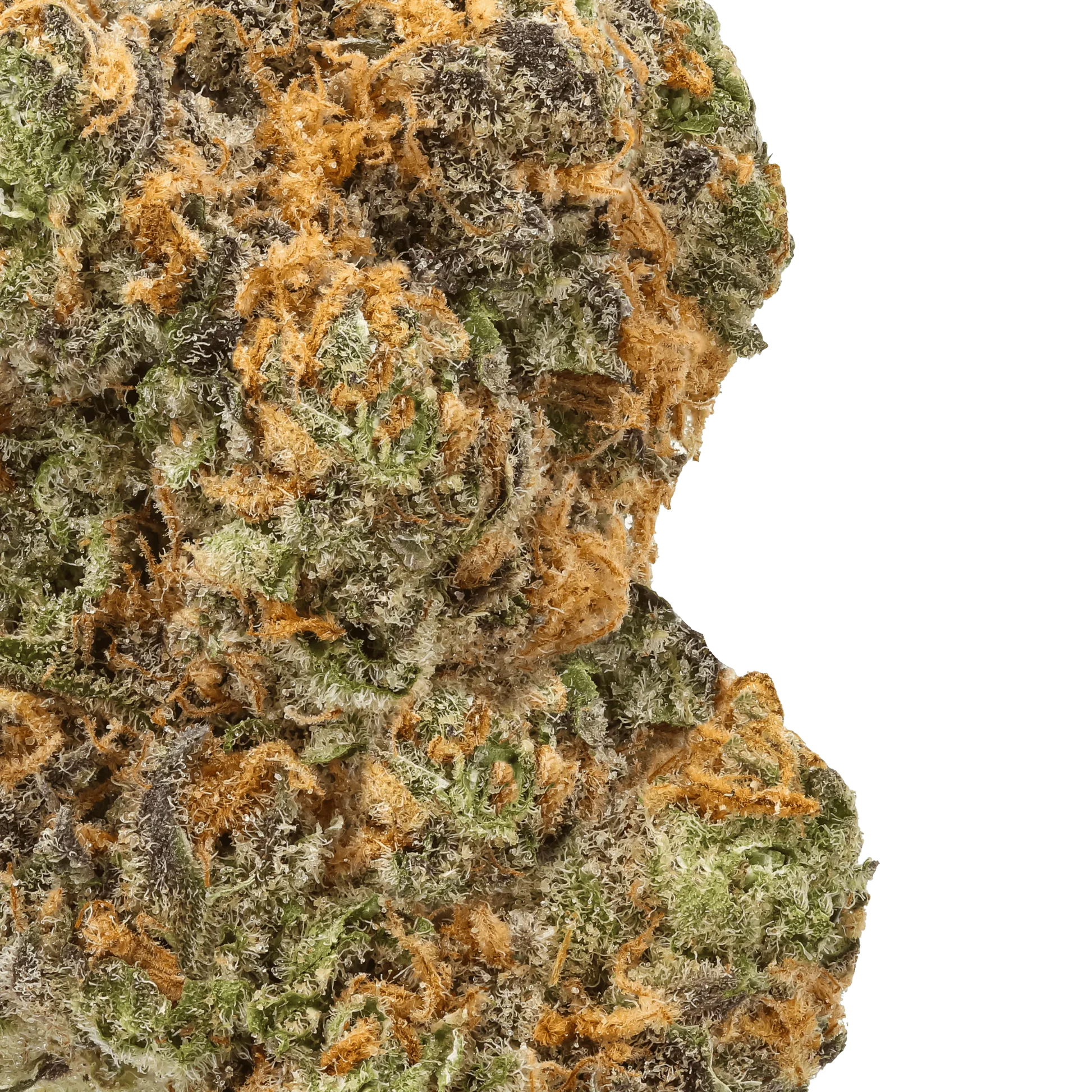 Close-up of Strawberry Gary cannabis bud with frosty trichomes and orange hairs