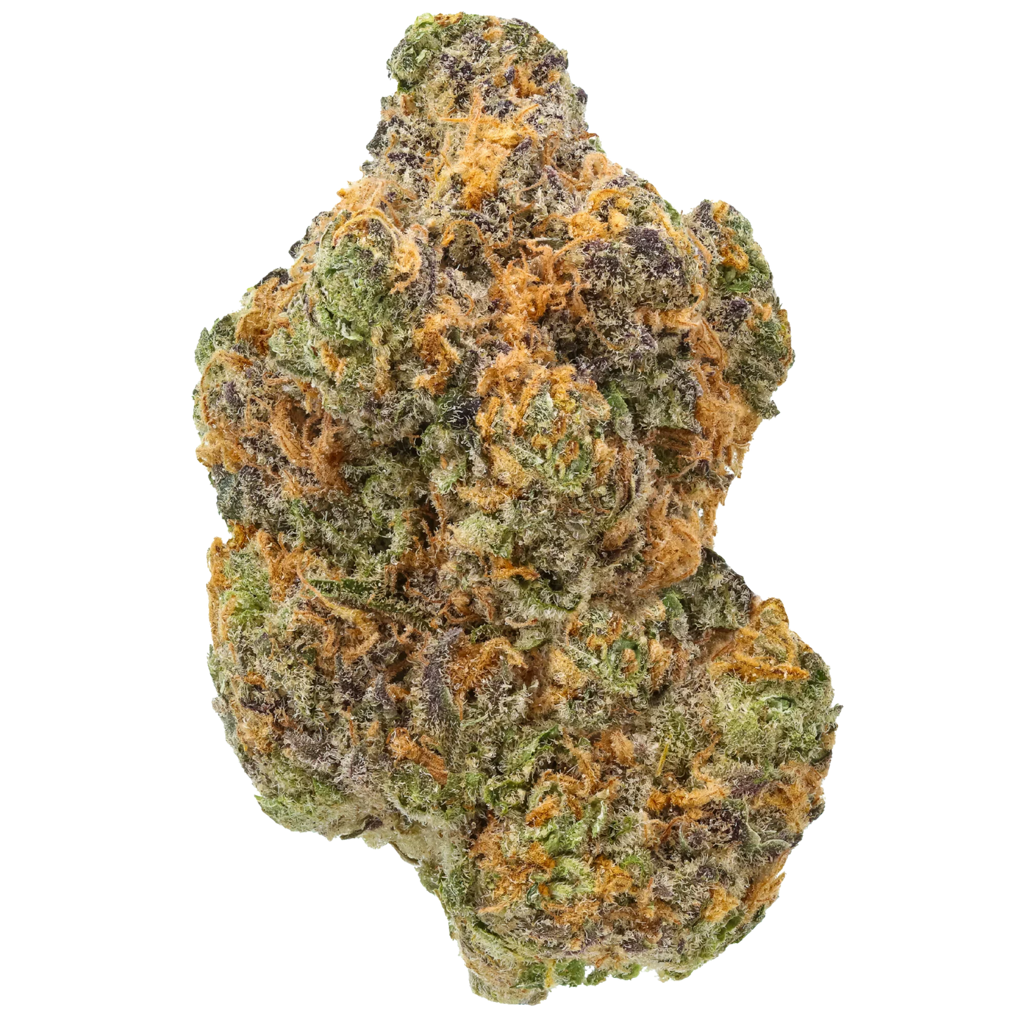 Close-up of Strawberry Gary cannabis bud with green, purple, and orange trichomes