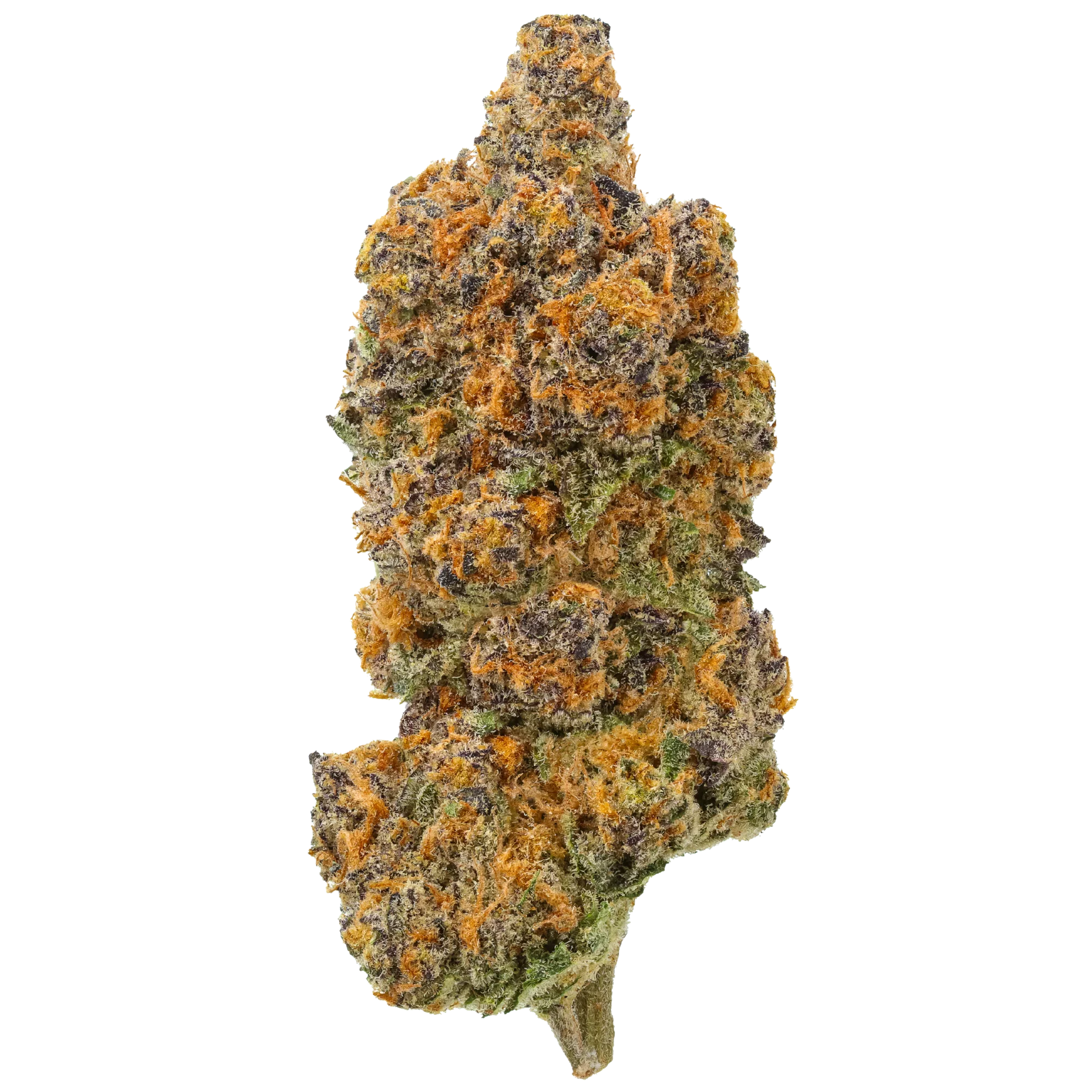 Sundae Driver cannabis bud with vibrant orange and purple trichomes on white background