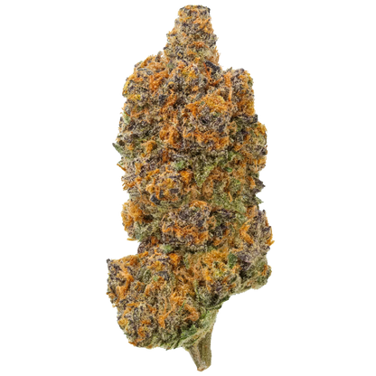 Sundae Driver cannabis bud with vibrant orange and purple trichomes on white background
