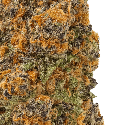 Close-up of Sundae Driver cannabis bud with orange hairs, green leaves, and purple hues