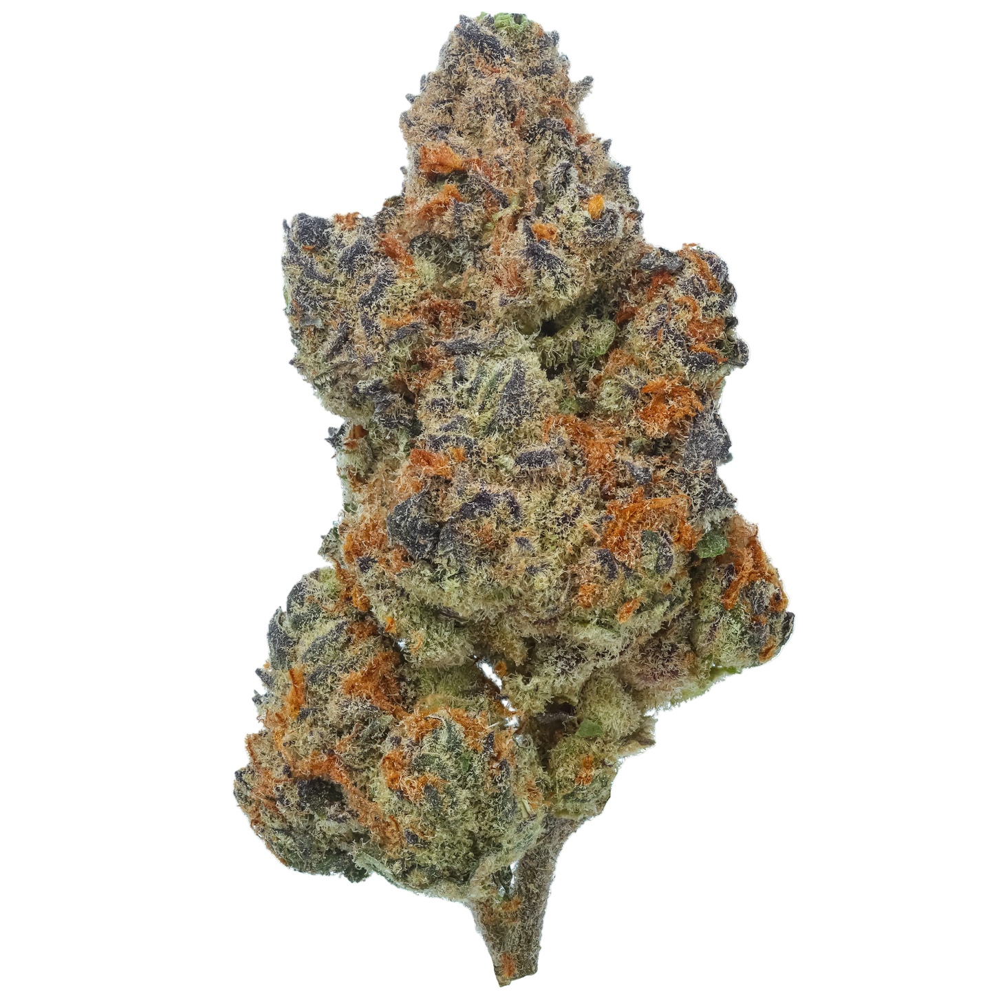 Sunset Spice 1 LB (16 oz)