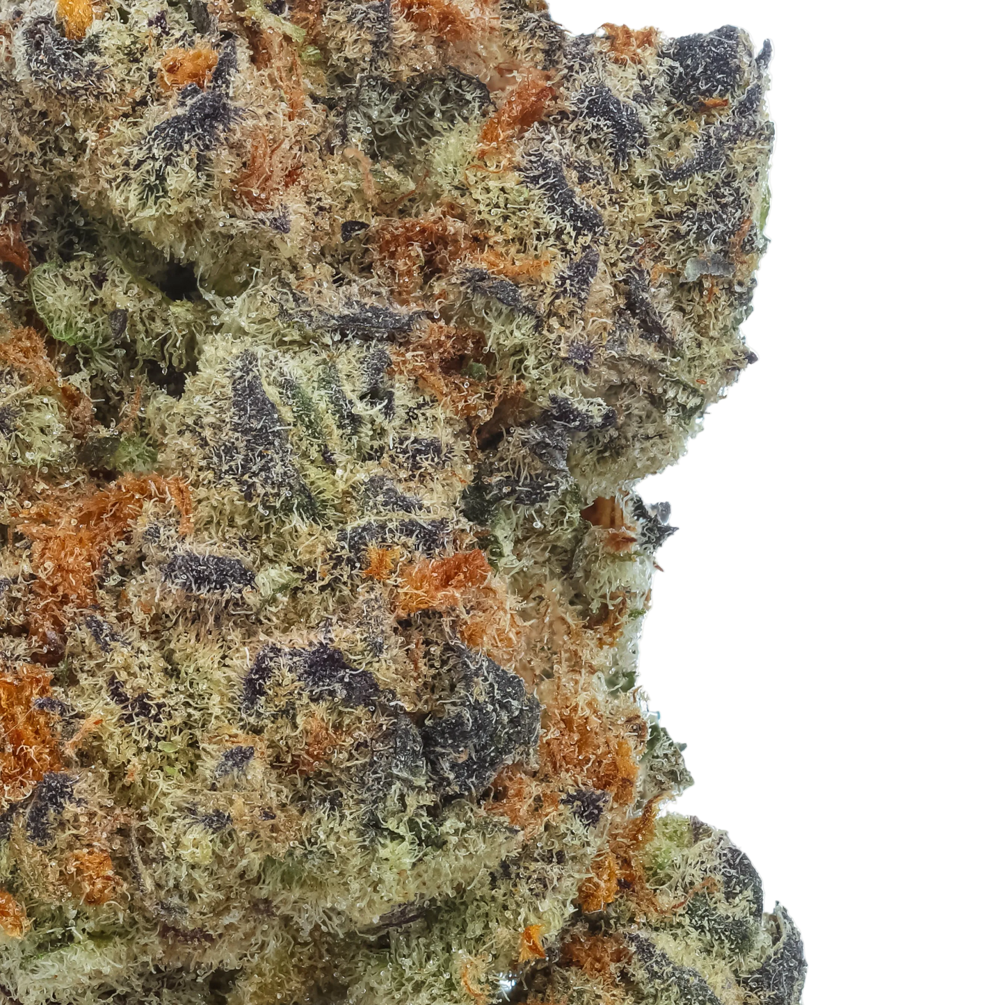 Sunset Spice 1 LB (16 oz)