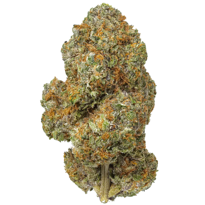 Lemon Cherry Gelato cannabis bud with orange hairs and frosty trichomes on a white background