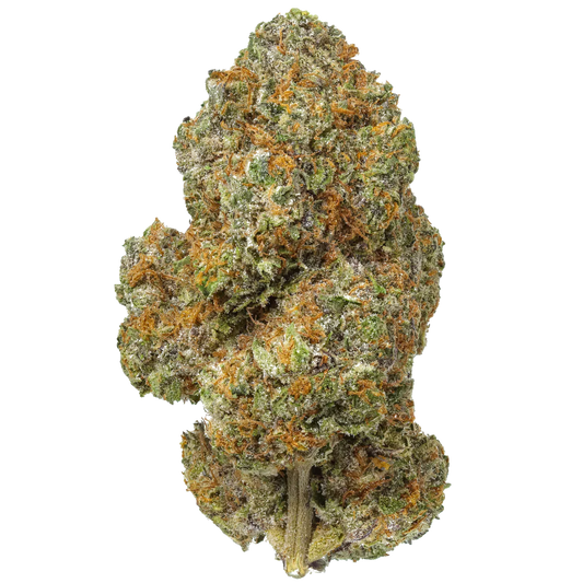 Lemon Cherry Gelato cannabis bud with orange hairs and frosty trichomes on a white background