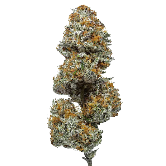 Paradise OG cannabis bud with orange hairs and frosty trichomes on a white background