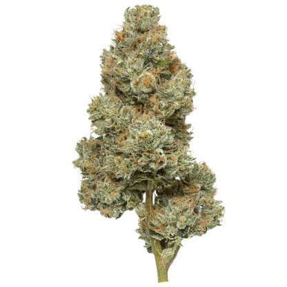 Close-up of Permanent Marker cannabis flower bud with orange hairs and frosty trichomes