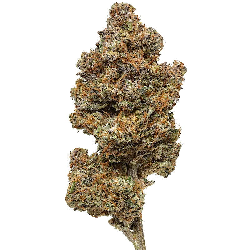 Purple Haze 1 LB (16 oz)