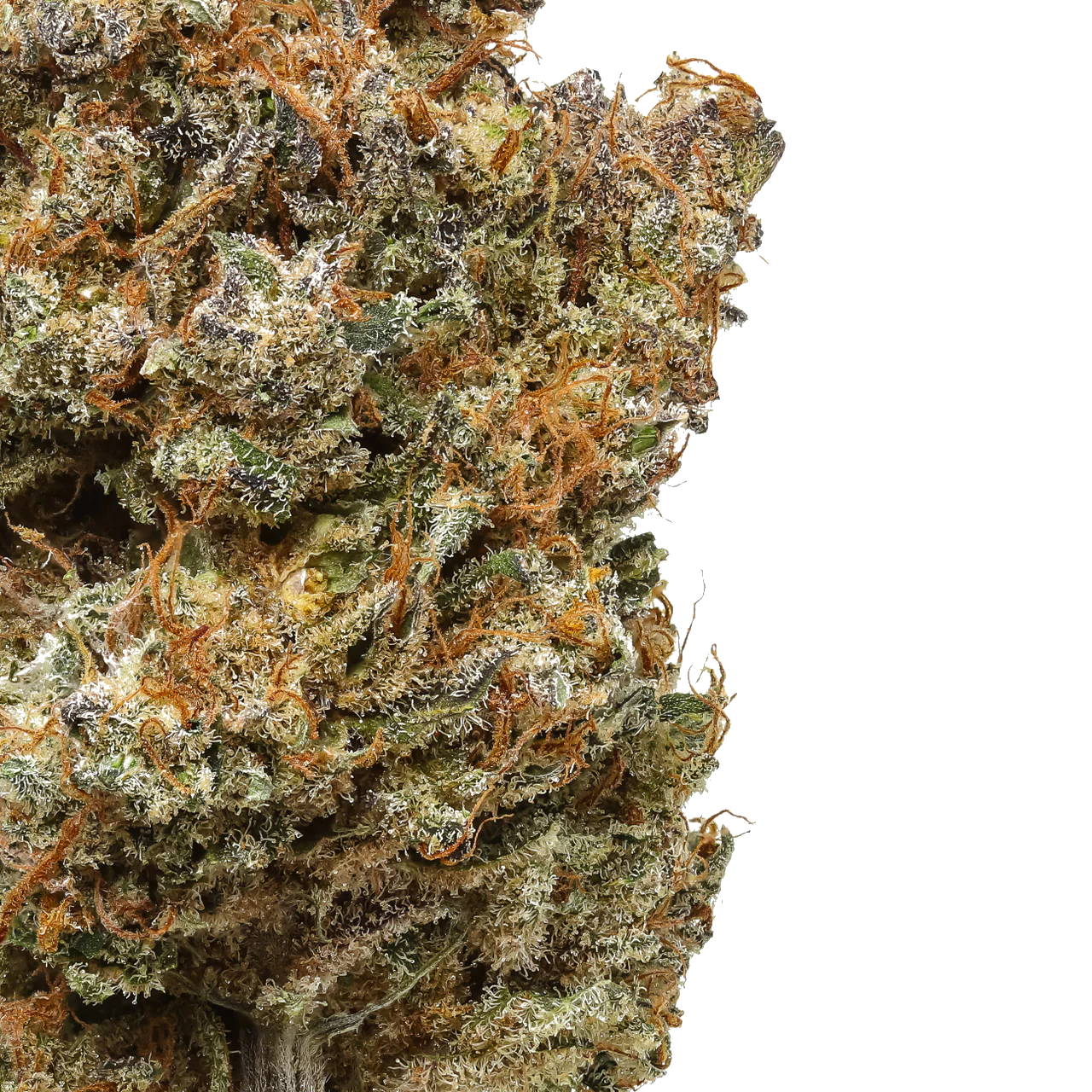 Purple Haze 1 LB (16 oz)