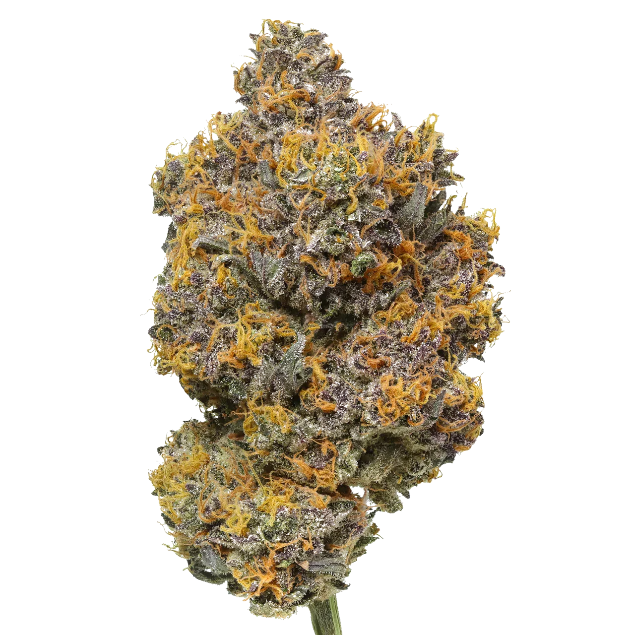 Rainbow Sherbet #11 harvested flower, as labeled by the cited photo source
