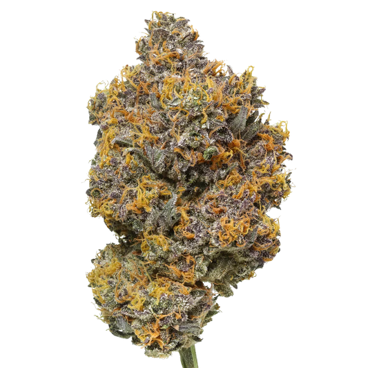 Rainbow Sherbet cannabis bud close-up with purple, green, and orange hairs on a white background